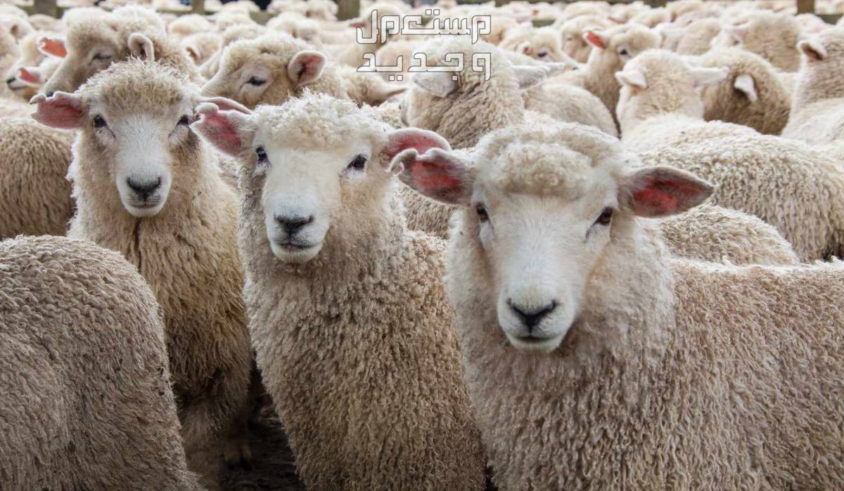 أفضل 5 أماكن لبيع الأضاحى في الرياض وسعر الأضحية أحكام الأضحية