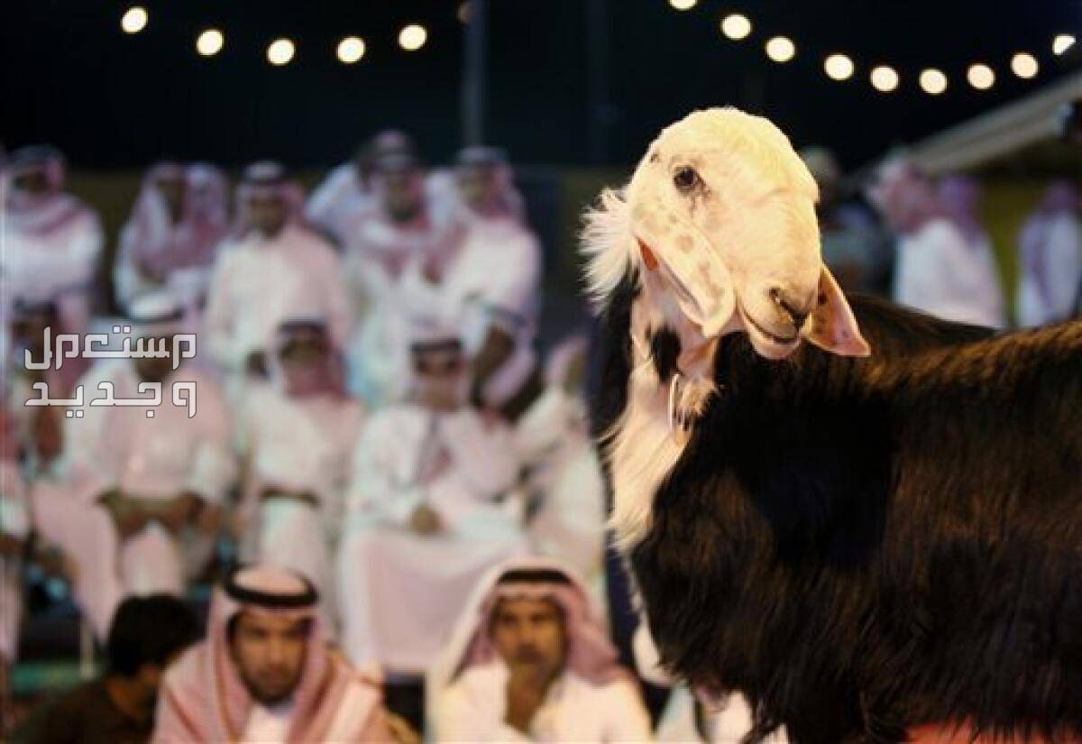 أفضل 5 أماكن لبيع الأضاحى في الرياض وسعر الأضحية شروط أضحية عيد الأضحى