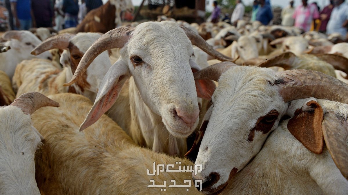 أفضل 5 أماكن لبيع الأضاحى في الرياض وسعر الأضحية