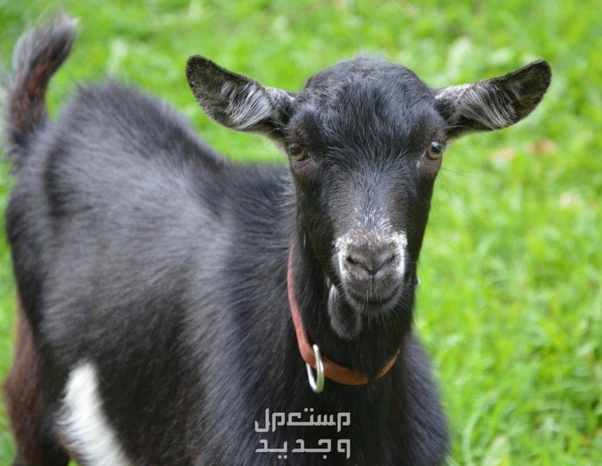 تفسير حلم الماعز في المنام للرجل والمرأة بالتفصيل ماعز أسود