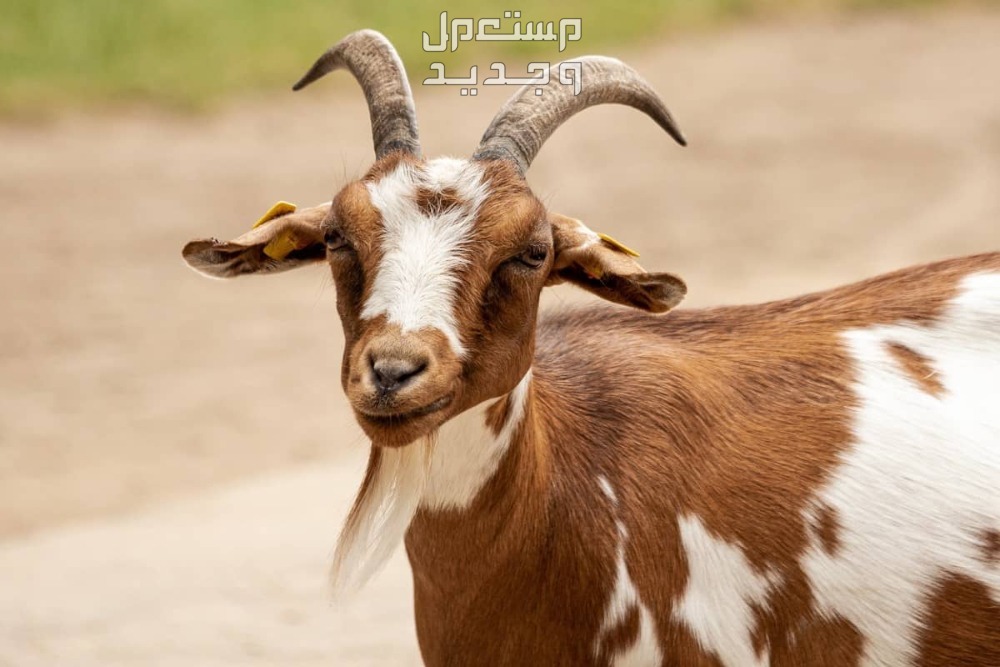 تفسير حلم الماعز في المنام للرجل والمرأة بالتفصيل تفسير حلم الماعز في المنام للرجل والمرأة