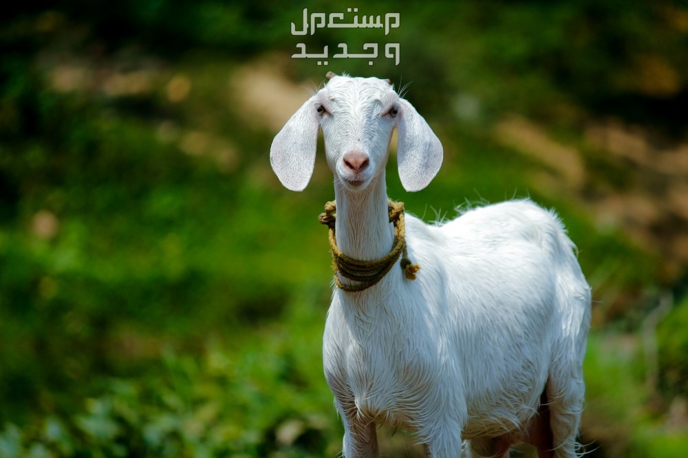 تفسير حلم الماعز في المنام للرجل والمرأة بالتفصيل حلم الماعز في المنام