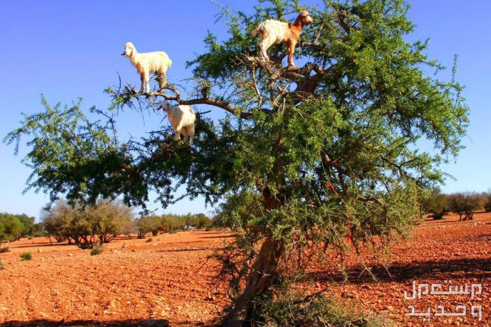 تفسير حلم الماعز في المنام للرجل والمرأة حلم الماعز في المنام للرجل والمرأة