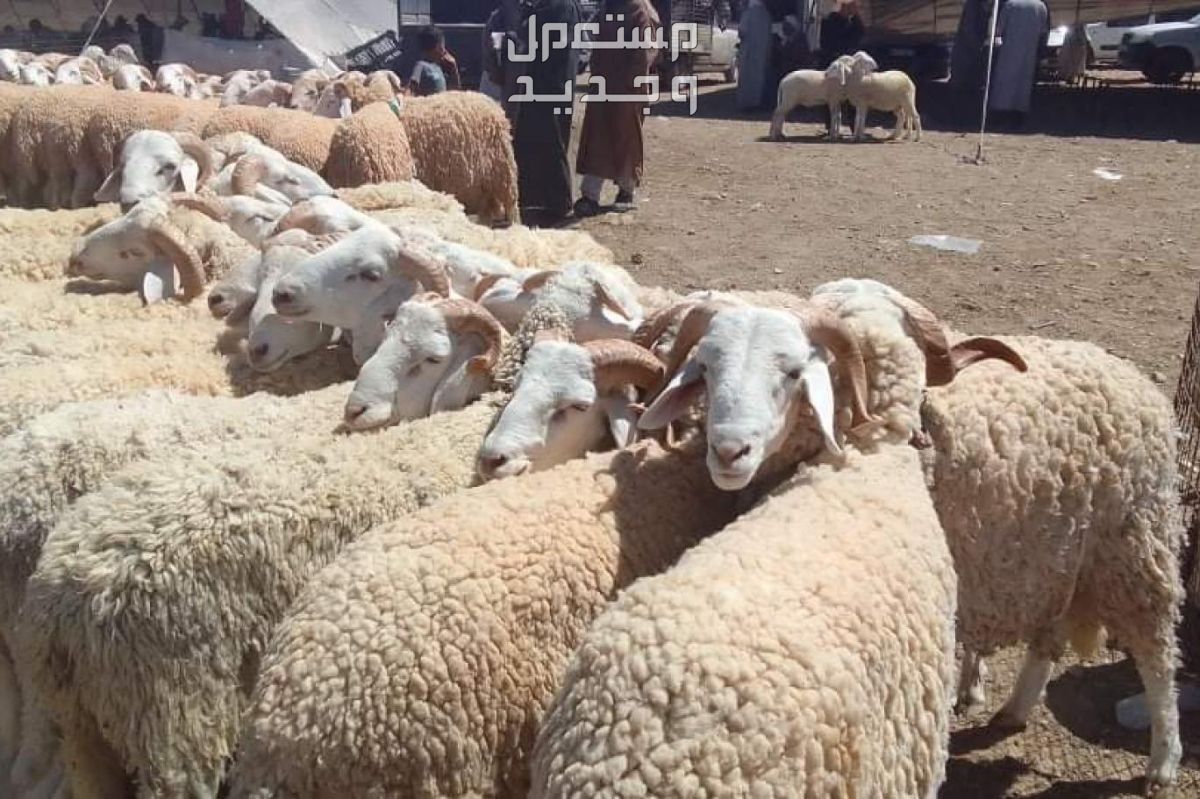 تفسير حلم شراء خروف للرجل والمرأة تفسير حلم شراء خروف للرجل والمرأة
