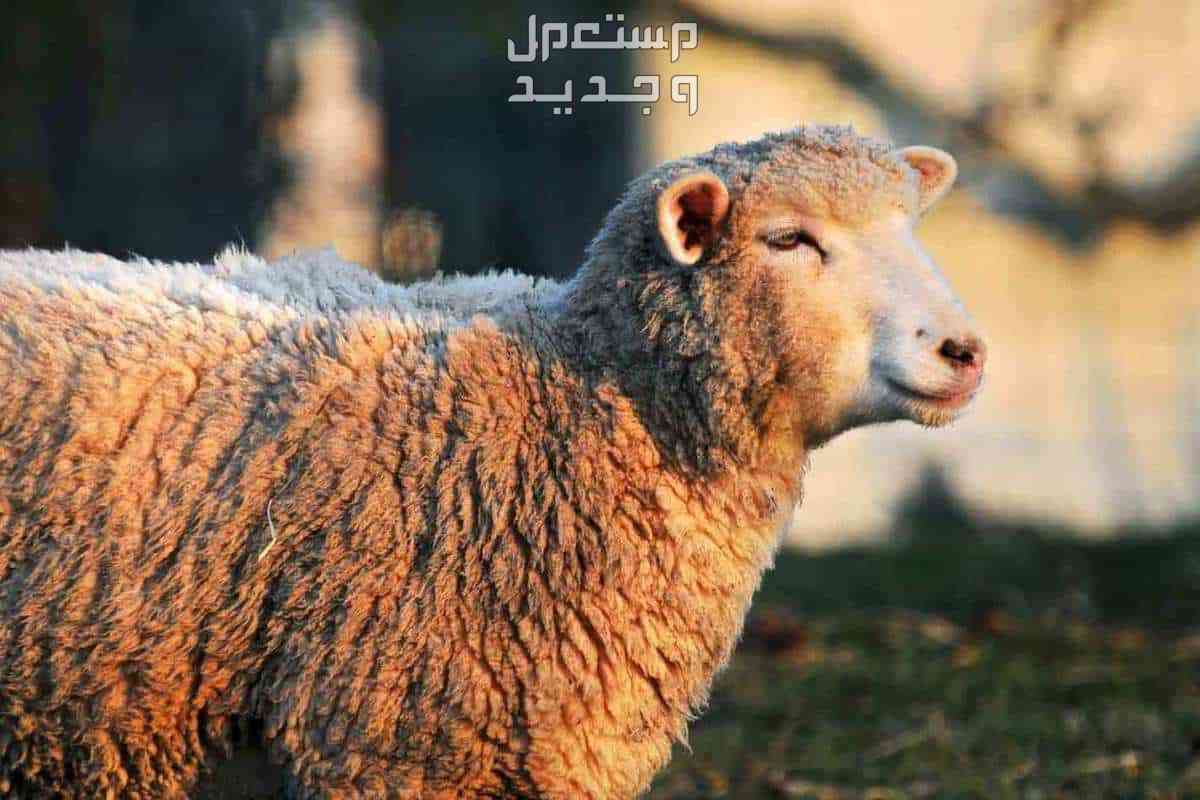 تفسير حلم شراء خروف للرجل والمرأة تفسير رؤية خروف في الحلم