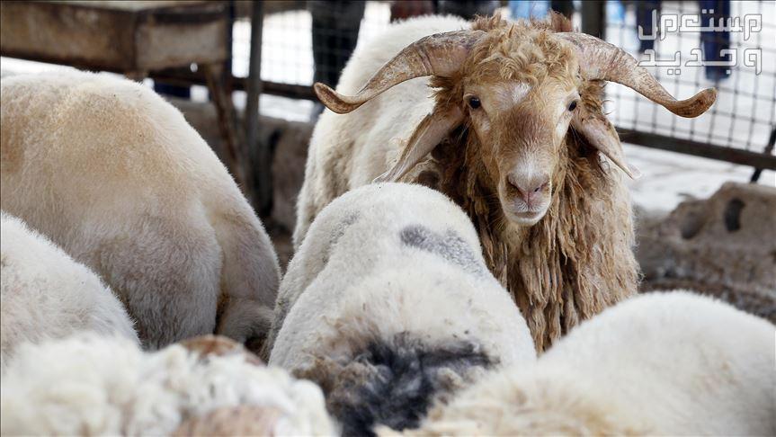 متى يبدأ وقت الذبح ومتى ينتهي وكيفيتها أضحية العيد