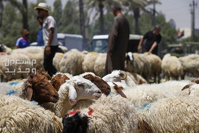 متى يبدأ وقت الذبح ومتى ينتهي وكيفيتها اغنام الأضحية
