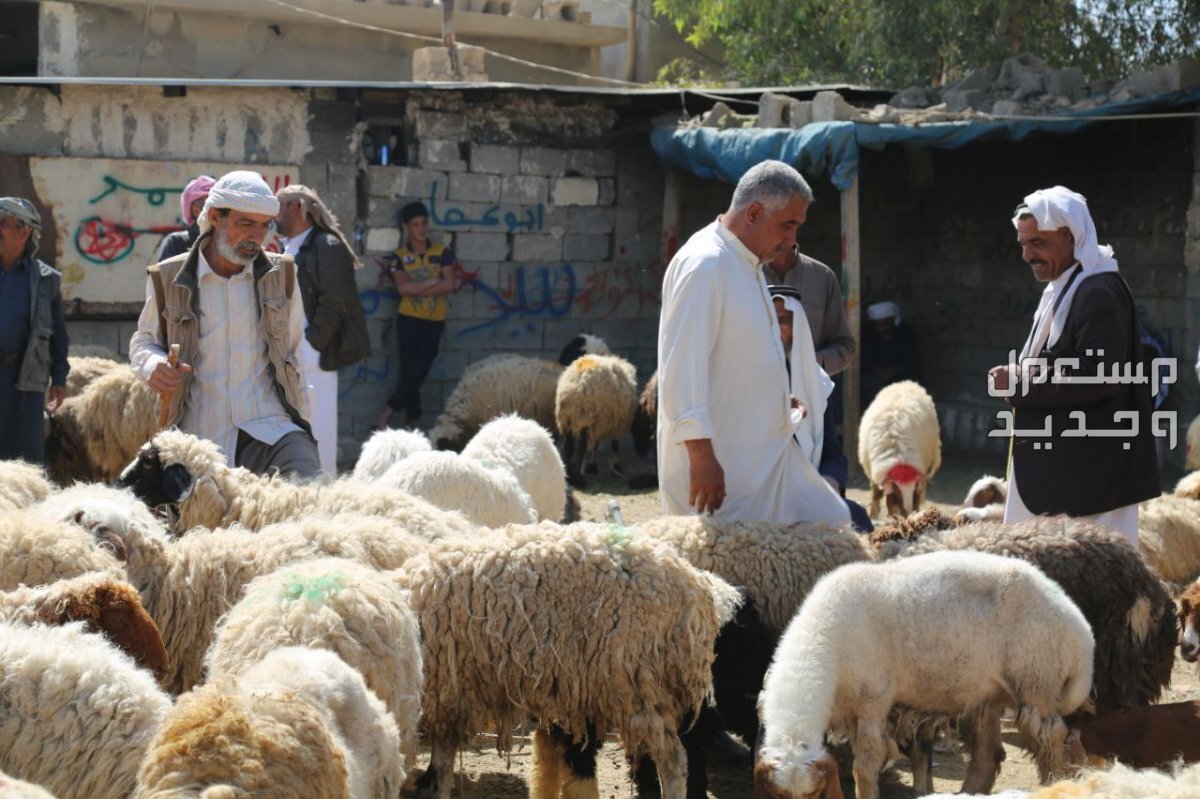 متى يبدأ وقت الذبح ومتى ينتهي وكيفيتها تربية الاغنام للذبح في العيد