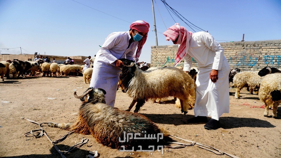 متى يبدأ وقت الذبح ومتى ينتهي وكيفيتها رجلان ممسكان بخروف