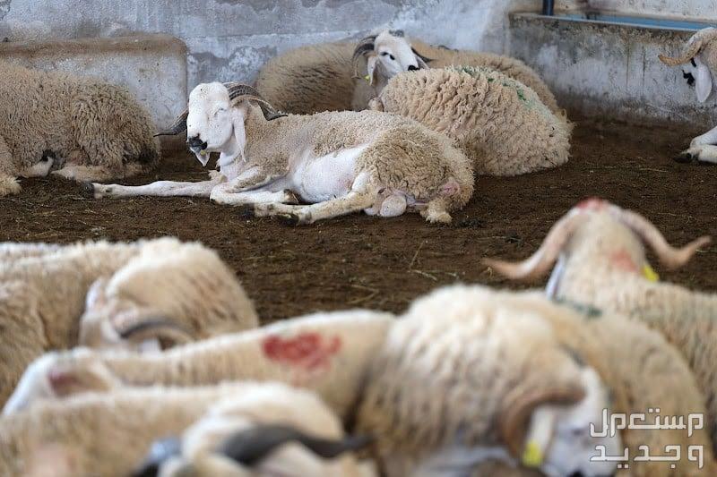 متى يبدأ وقت الذبح ومتى ينتهي وكيفيتها أغنام جالسة بالأرض