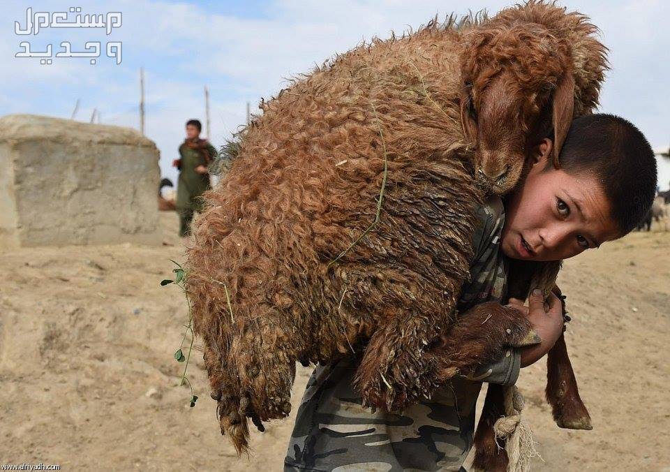 متى يبدأ وقت الذبح ومتى ينتهي وكيفيتها طفل يحمل الاضحية