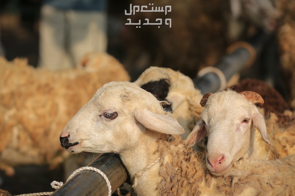 أنواع الأضاحي وأفضلها بالترتيب في عمان خرفان الأضحية