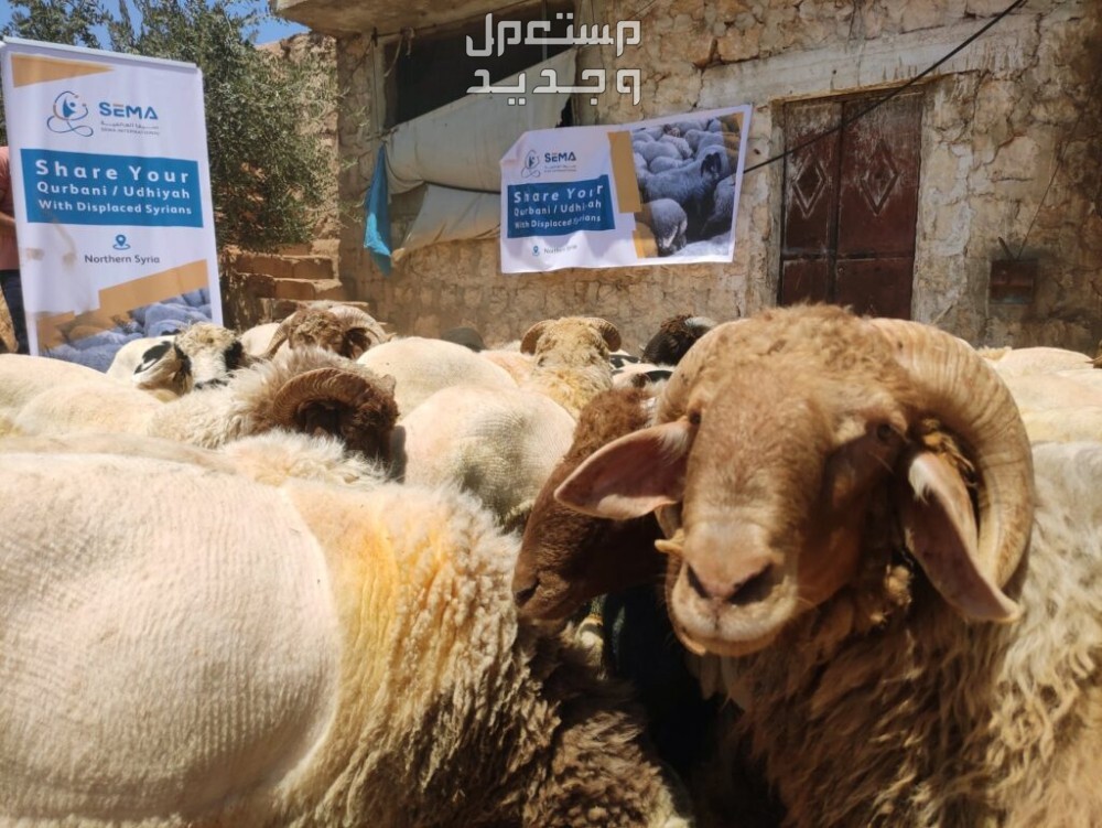 أنواع الأضاحي وأفضلها بالترتيب في عمان خرفان