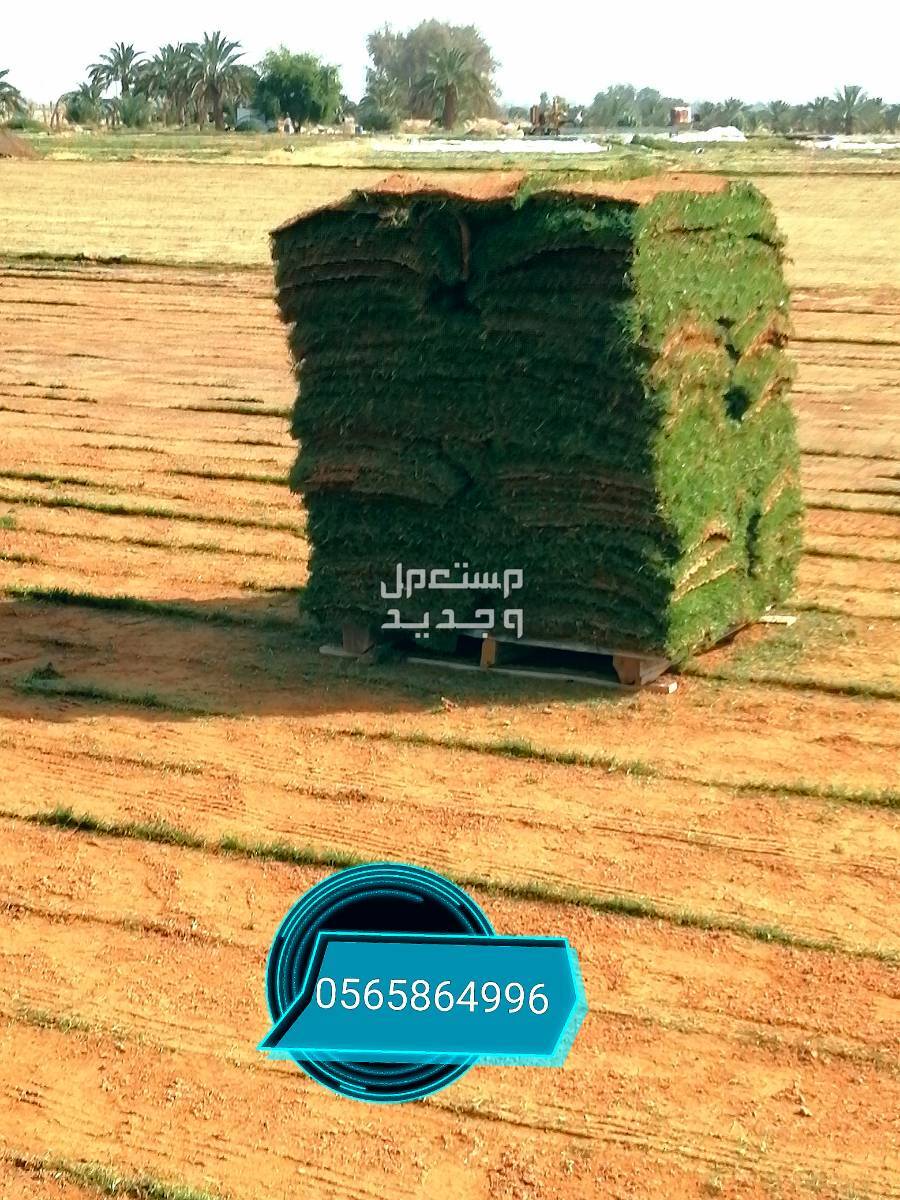 ثيل طبيعي نجيلة نجيل