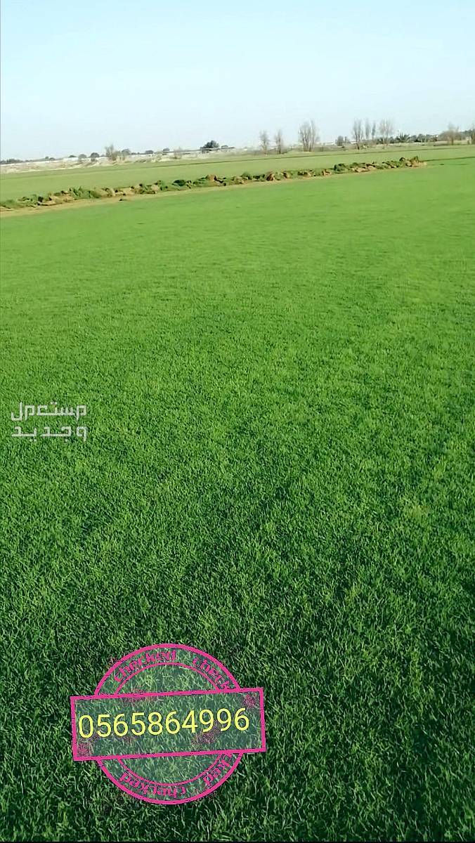 ثيل طبيعي نجيلة نجيل