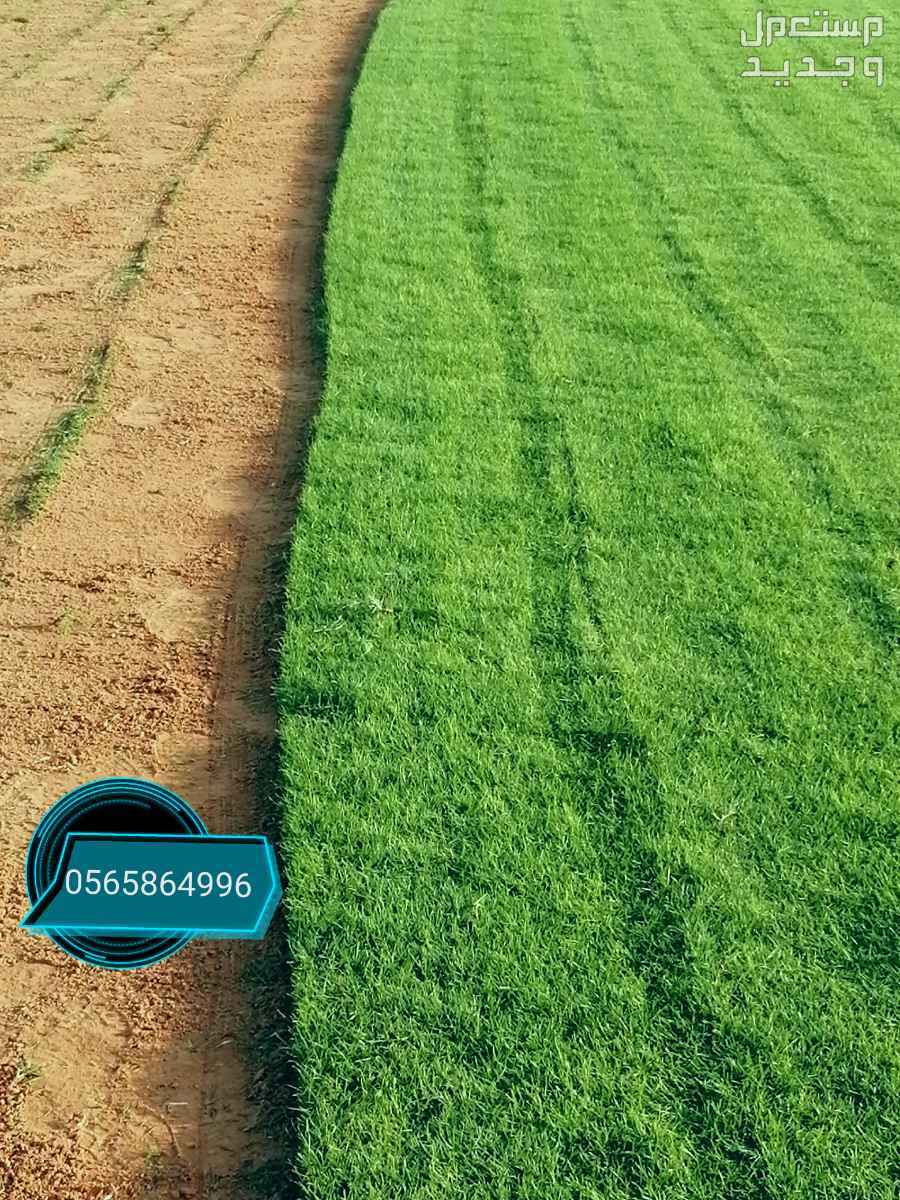 ثيل طبيعي نجيلة نجيل