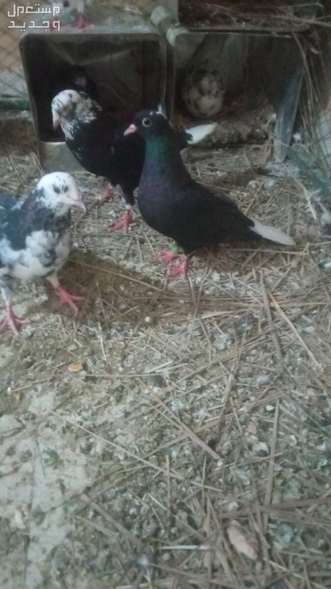 حي الموسه