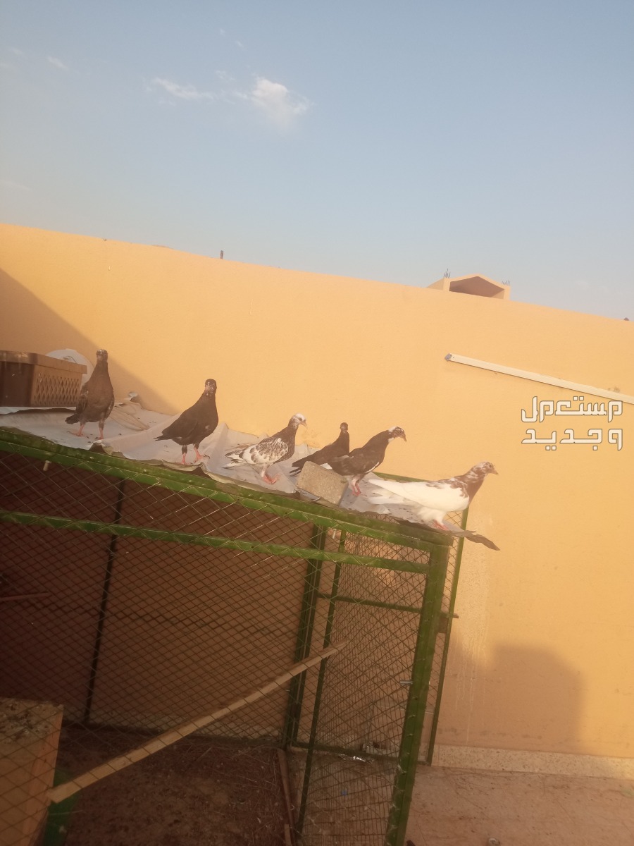 حي الموسه