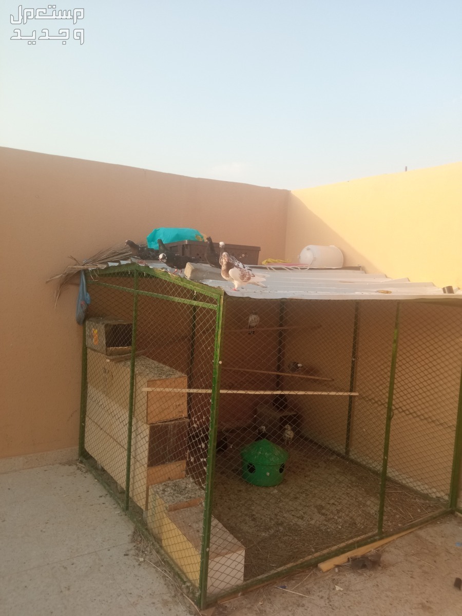 حي الموسه