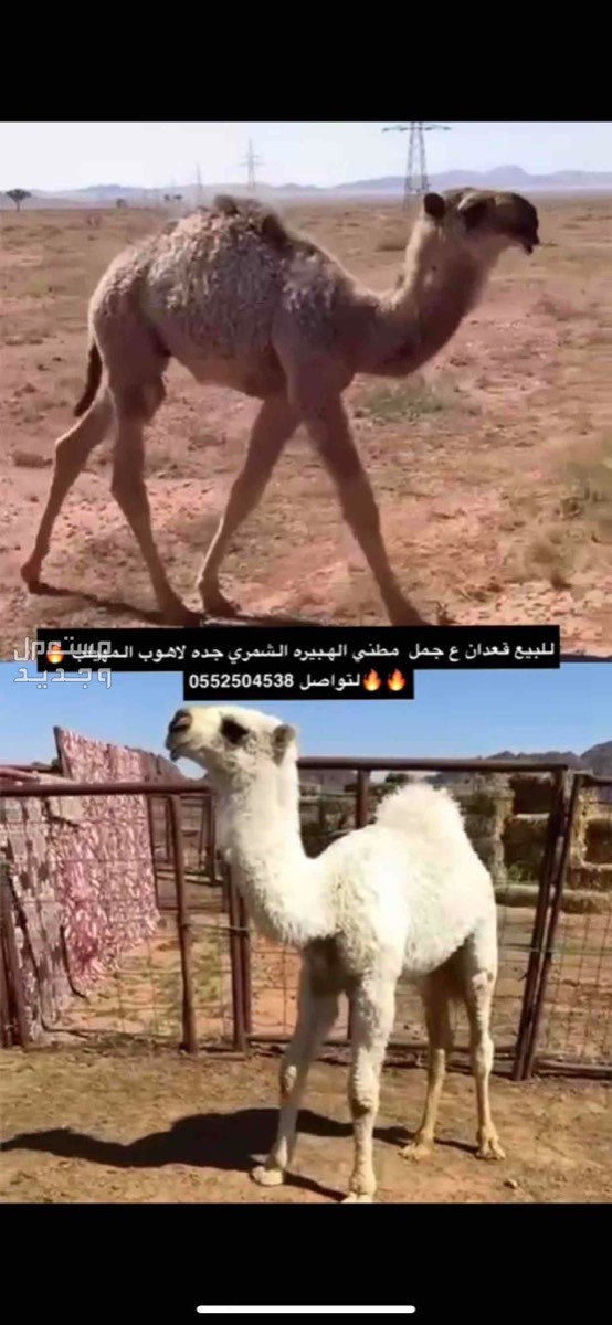 قعدان للبيع مزاين