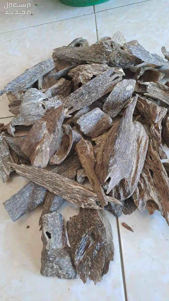 عود طبيعي 100%