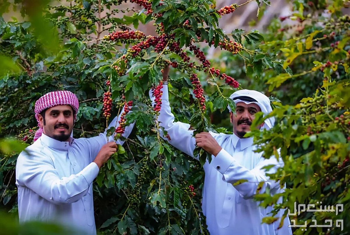 ما هي شروط الدعم الريفي 1446 في لبنان رجلان سعوديان في حقل زراعي