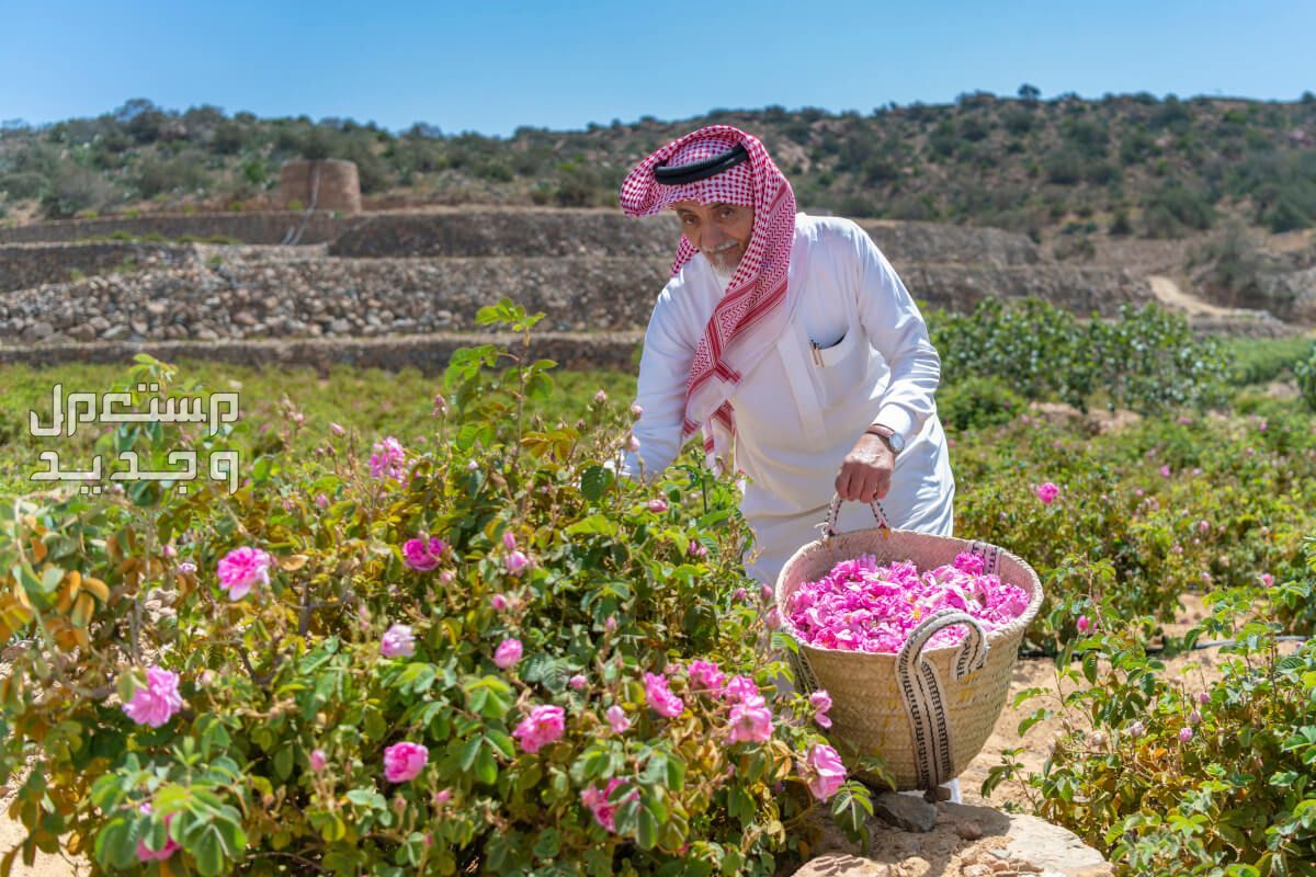 ما هي شروط الدعم الريفي 1446 في لبنان رجل سعودي يحصد الورد
