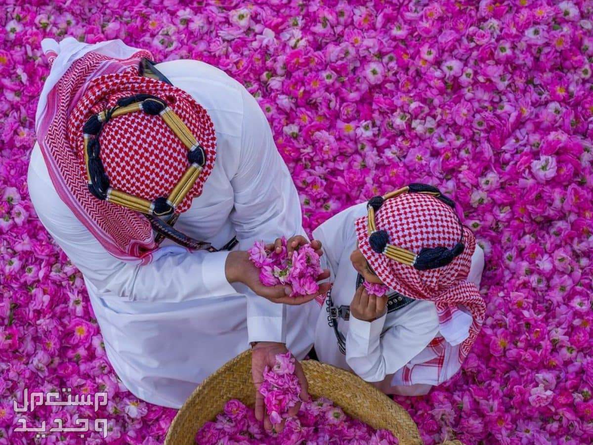 ما هي شروط الدعم الريفي 1446 حصاد محصول الورد