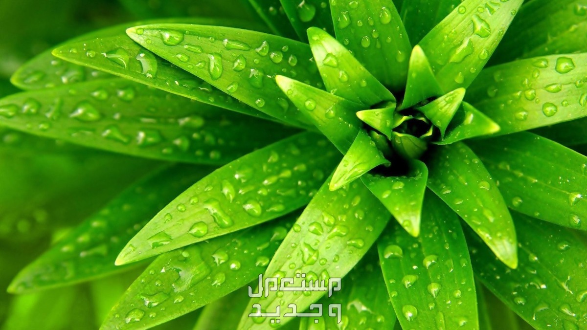 رؤية الزرع الأخضر في المنام للمرأة والرجل.. ما تفسير هذا الحلم؟ الزرع الأخضر في المنام