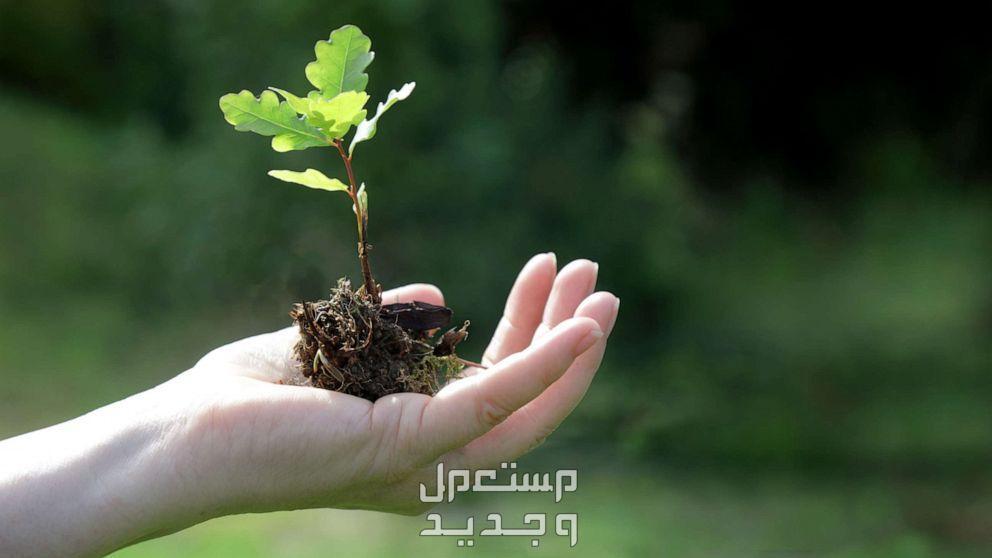 رؤية الزرع الأخضر في المنام للمرأة والرجل.. ما تفسير هذا الحلم؟ حلمت أني أزرع نبات ما التفسير؟