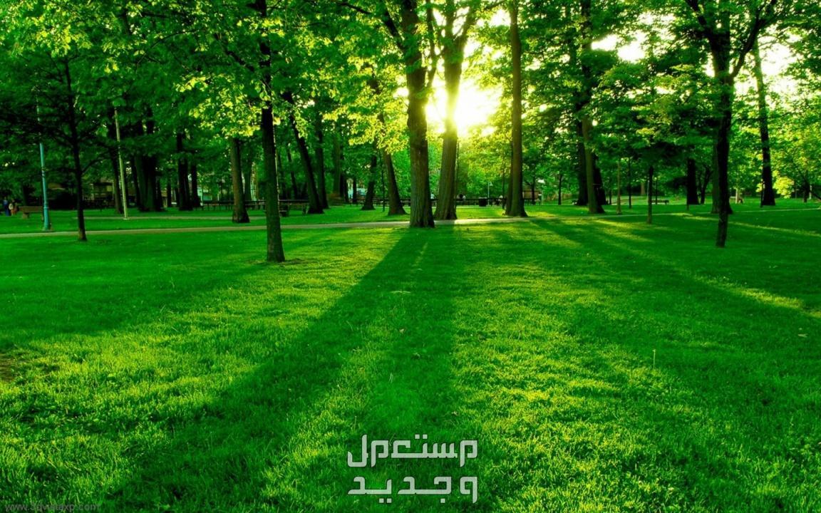 رؤية الزرع الأخضر في المنام للمرأة والرجل.. ما تفسير هذا الحلم؟ تفسير حلم رؤية الزرع للمرأة