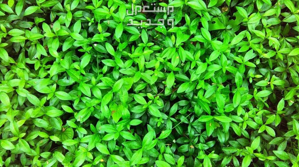 رؤية الزرع الأخضر في المنام للمرأة والرجل.. ما تفسير هذا الحلم؟ الزرع الأخضر في حلم الرجل
