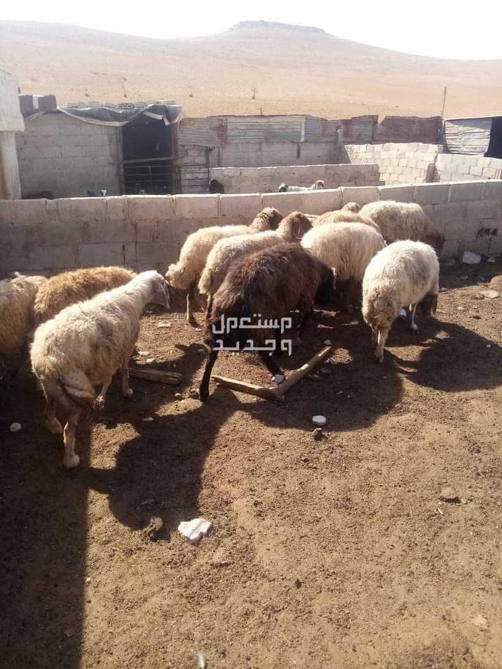غنم