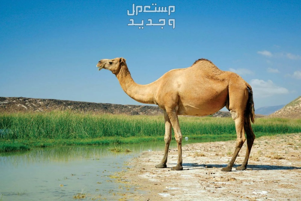 أفضل ألوان الإبل بالصور الإبل الصفراء