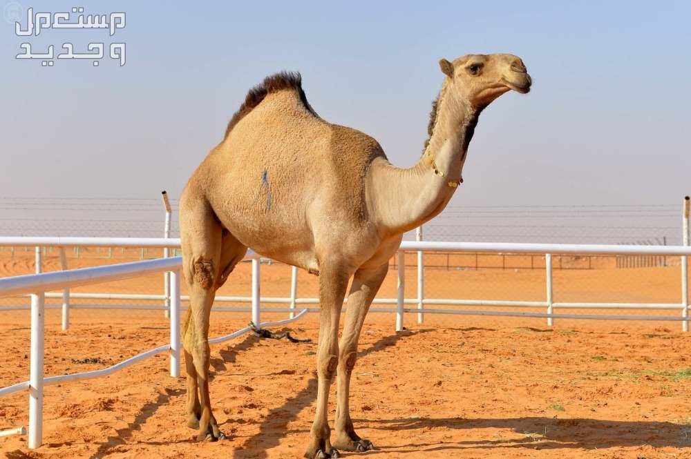 أفضل ألوان الإبل بالصور إبل الصفر