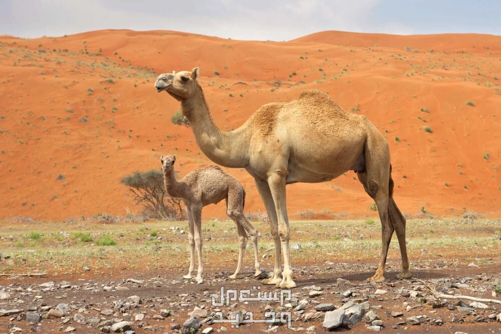 أفضل ألوان الإبل بالصور الإبل
