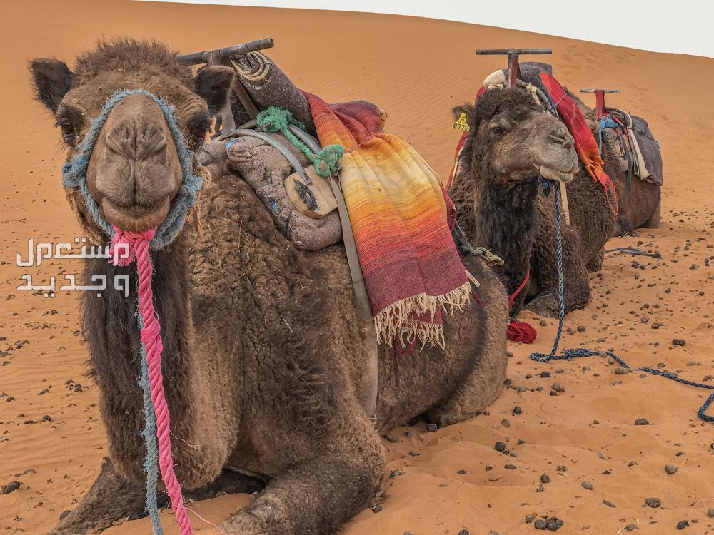 أفضل ألوان الإبل بالصور أفضل الإبل