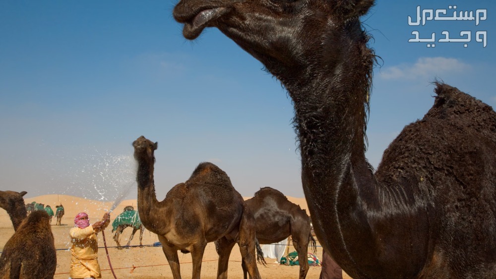 أفضل ألوان الإبل بالصور المجاهيم