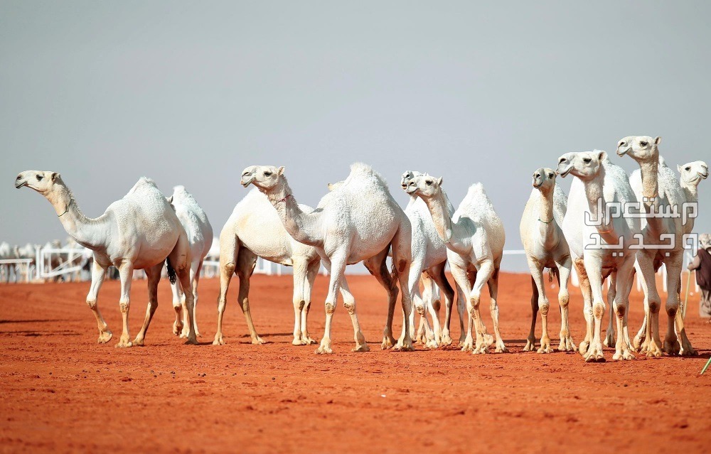 أفضل ألوان الإبل بالصور المغاتير