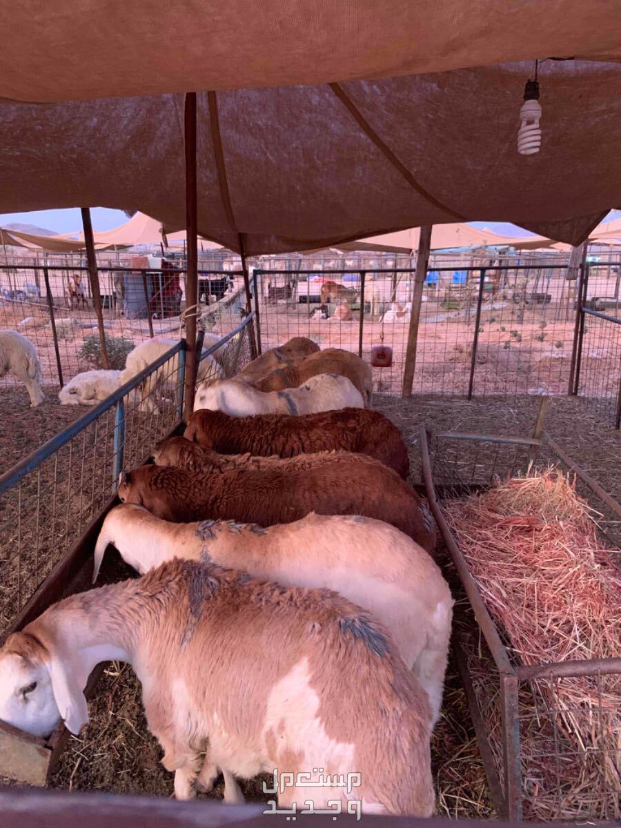 طليان سواكني مناسبات تربيه