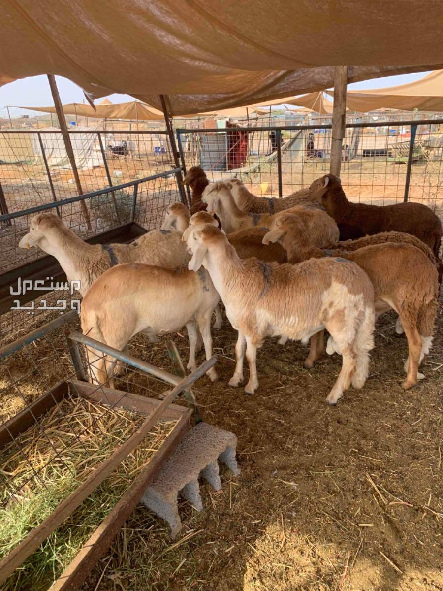 طليان سواكني مناسبات تربيه