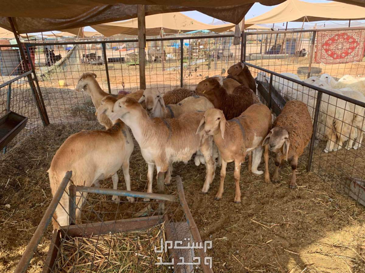 طليان سواكني مناسبات تربيه