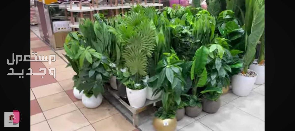 جده البلد