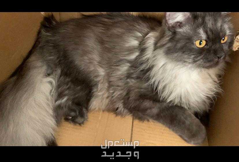 قطه عمرها 10شهور للتبني