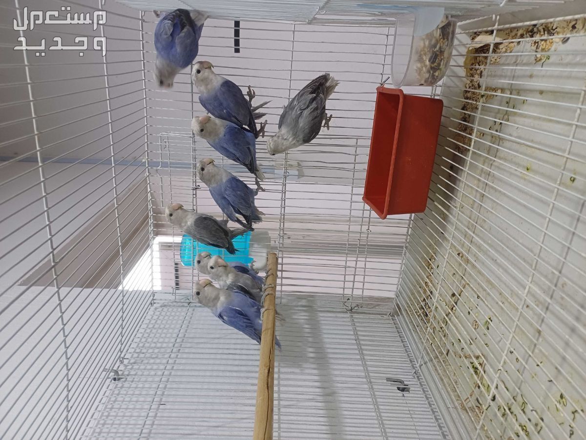 البيع حبات روز تصنيف وضح