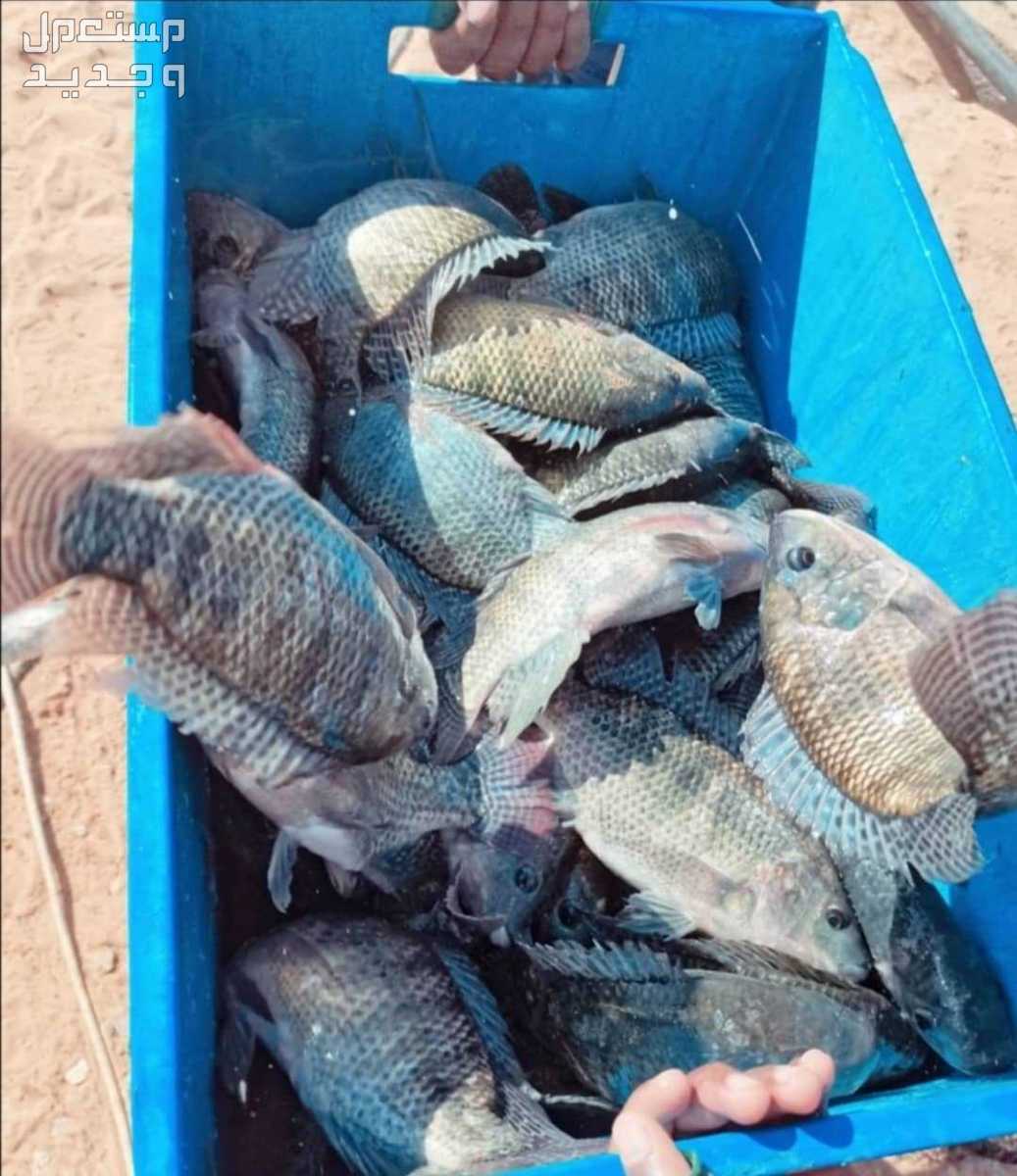 بلطى كويتى صاااحى فرش يوميا من مزرعنا بالعبدلى متوفر يومياً بفرع الفروانية وخيطان  من مزارعنا بالعبدلي بلطى كويتي طازج (حي)🐟
