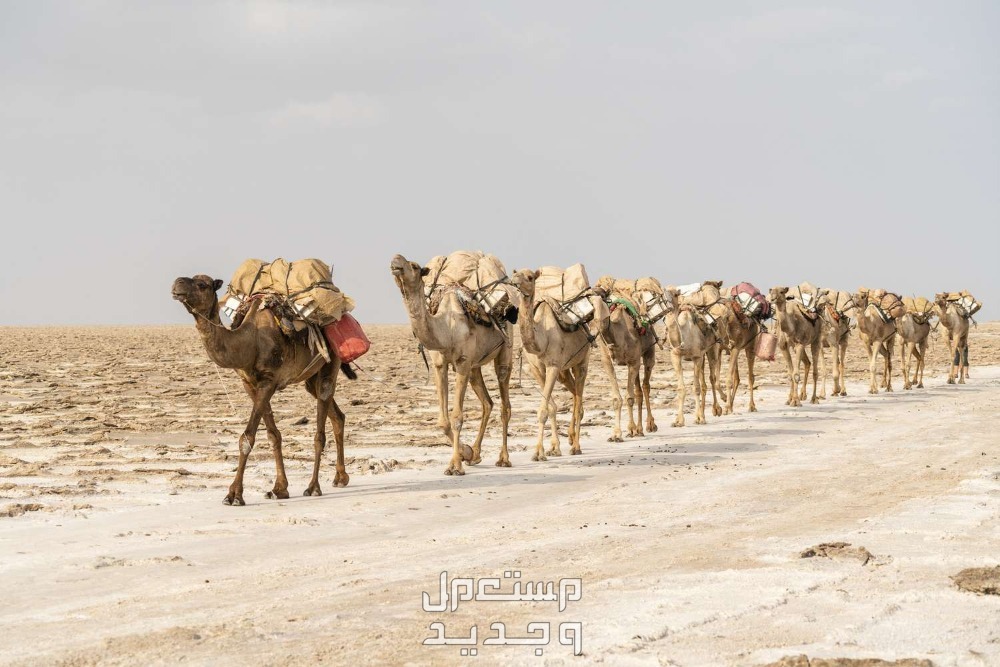 معلومات غريبة عن الإبل مجموعة من الإبل