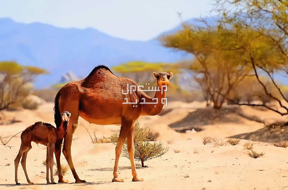 معلومات غريبة عن الإبل معلومات غريبة عن الإبل