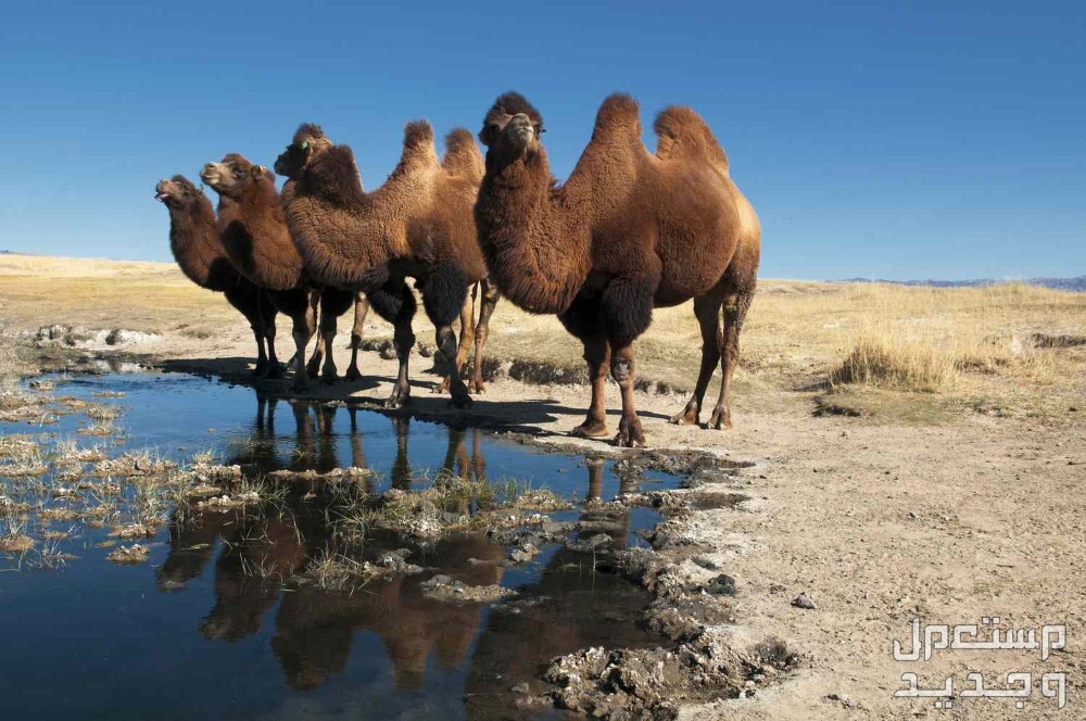 معلومات غريبة عن الإبل مجموعة من الإبل ذات السنامين