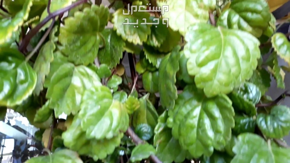 أفضل 10 نباتات منزلية سريعة النمو اللبلاب السويدي
